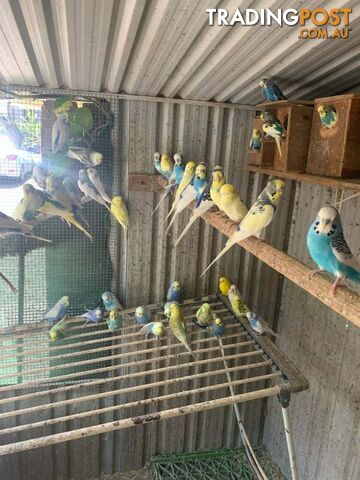 Budgies for Sale
