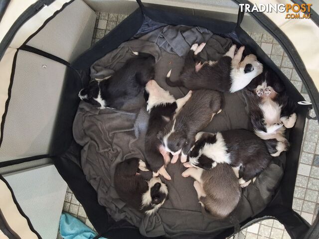 Border Collie Puppies  - Potential Working Dogs