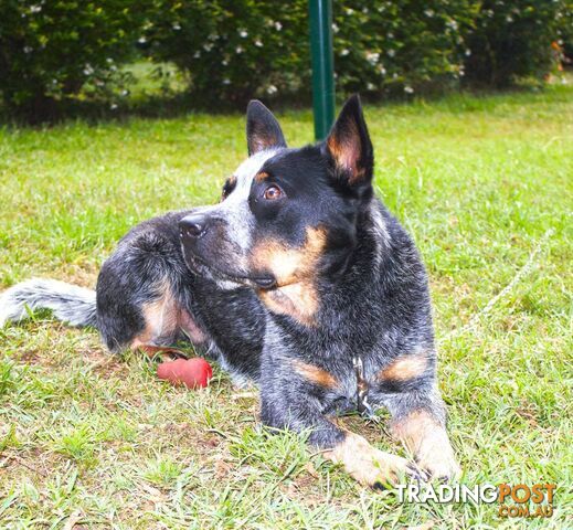 Good looking Blue Heeler