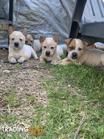 Cattle dog pups