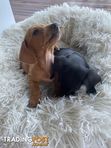 Miniature dachshund puppy