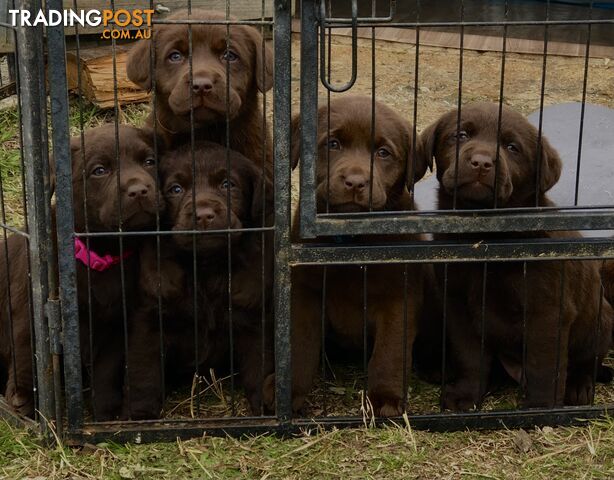 Lovely Chocolate Purebred Labrador Puppies