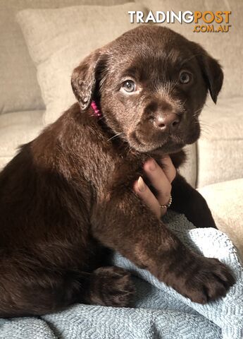 Lovely Chocolate Purebred Labrador Puppies