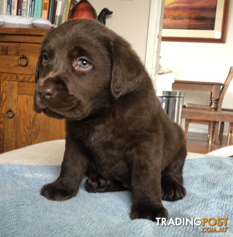 Lovely Chocolate Purebred Labrador Puppies