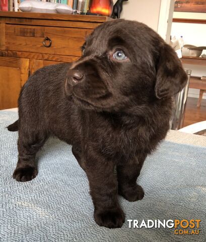 Lovely Chocolate Purebred Labrador Puppies