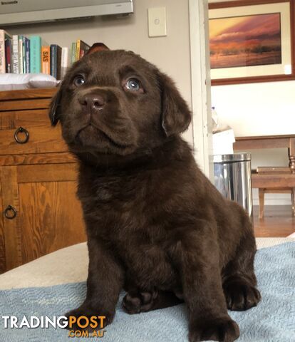 Lovely Chocolate Purebred Labrador Puppies