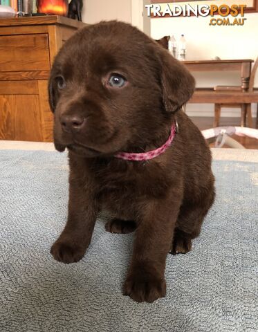 Lovely Chocolate Purebred Labrador Puppies