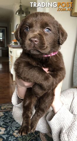 Lovely Chocolate Purebred Labrador Puppies