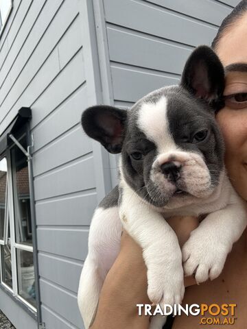 URGENT!! Final boy and girl in litter. French Bulldog Puppies