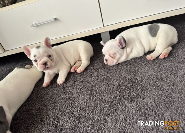 French Bulldog Puppies