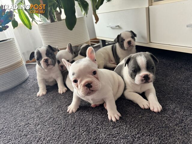 French Bulldog Puppies