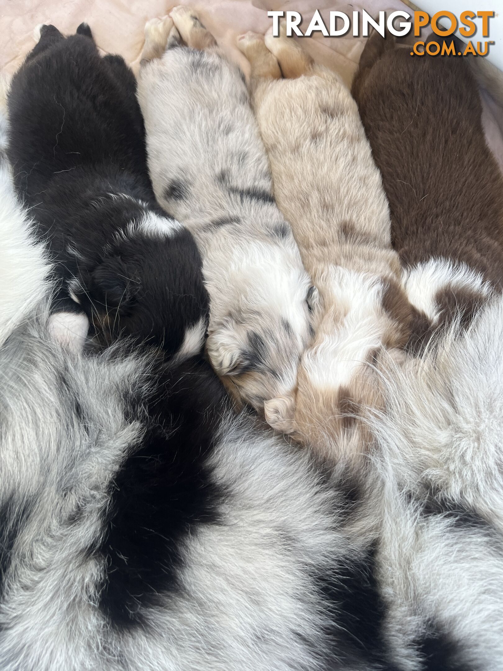 Australian Shepherd Puppies!!