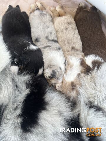 Australian Shepherd Puppies!!