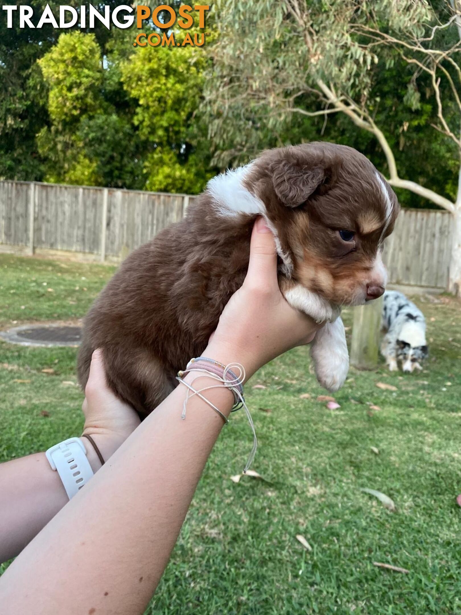 Australian Shepherd Puppies!!