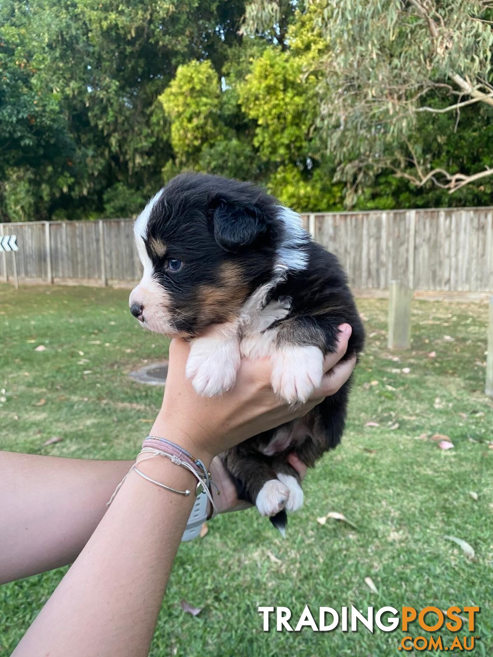 Australian Shepherd Puppies!!