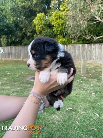 Australian Shepherd Puppies!!