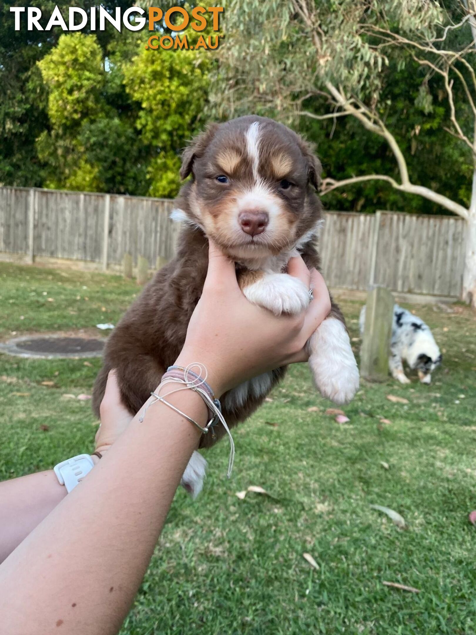 Australian Shepherd Puppies!!