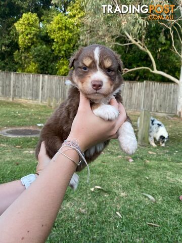 Australian Shepherd Puppies!!