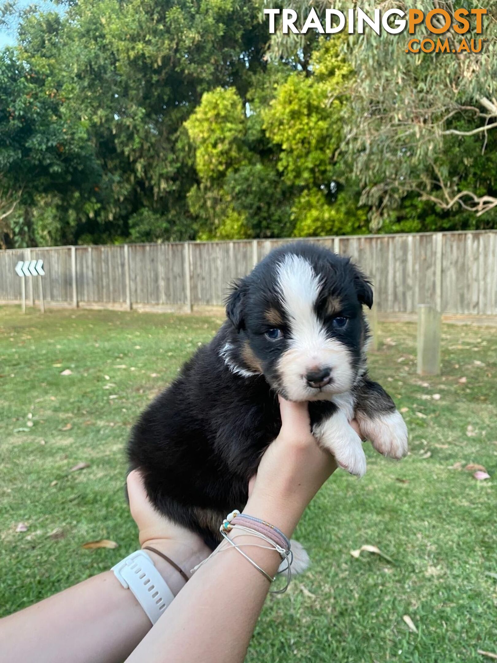 Australian Shepherd Puppies!!