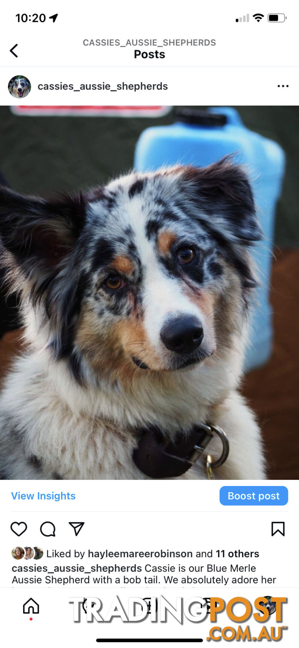 Australian Shepherd Puppies!!