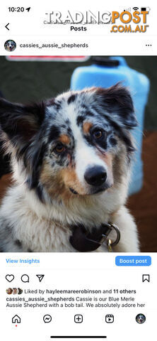 Australian Shepherd Puppies!!