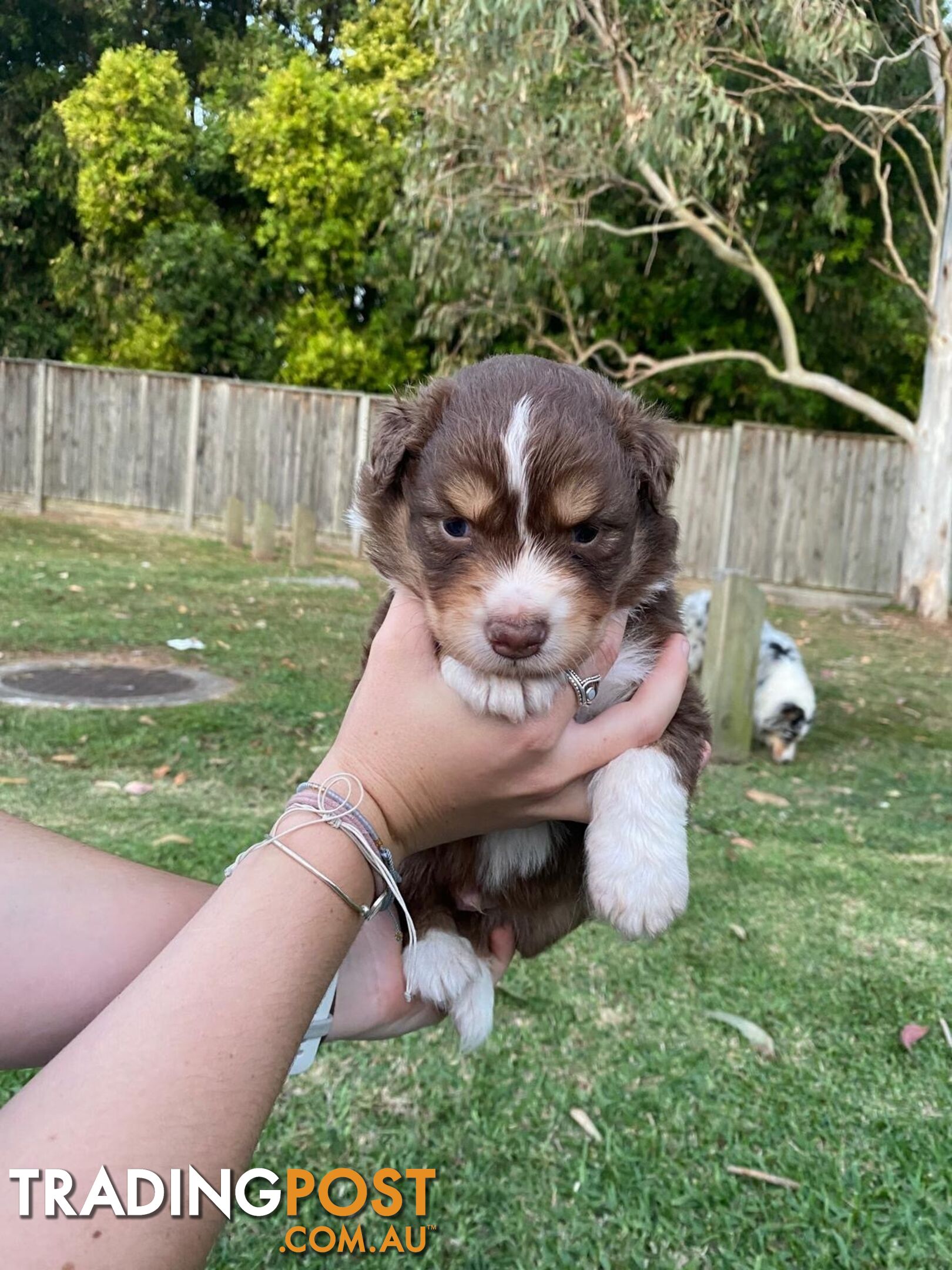 Australian Shepherd Puppies!!