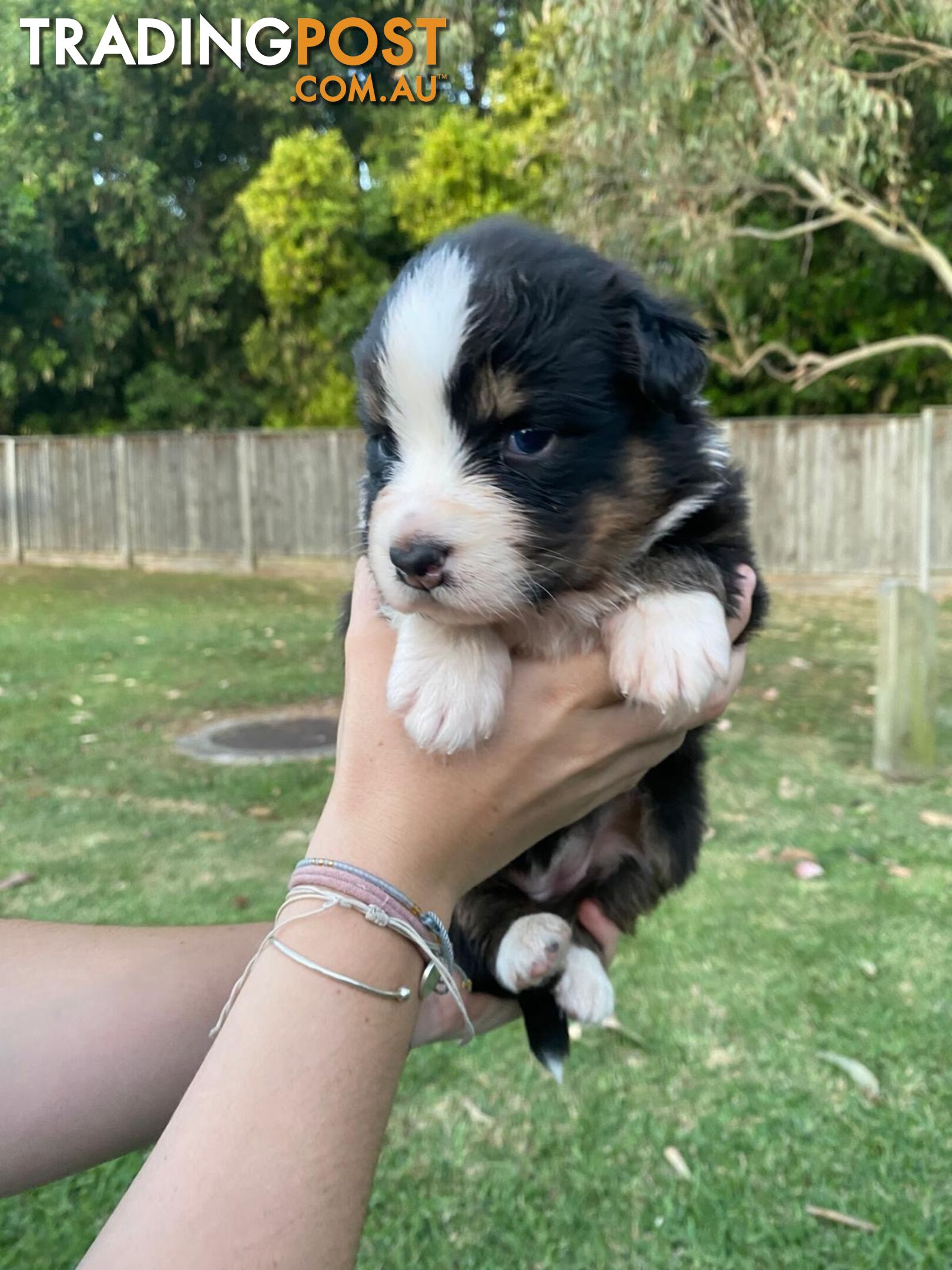 Australian Shepherd Puppies!!