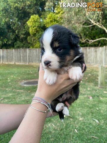 Australian Shepherd Puppies!!