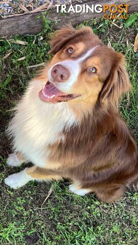 Australian Shepherd Puppies!!