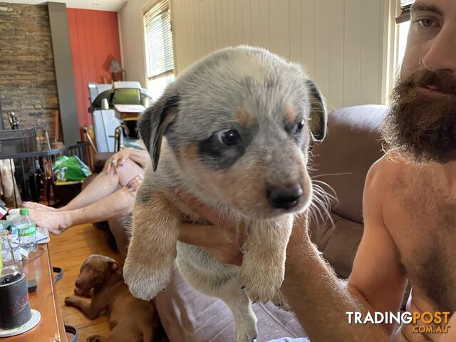 Australian cattle dogs blues and tri colour.  3 boys and 1 girl left