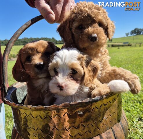 Cavoodle Puppies 8 weeks old on 28 June (rehoming age)