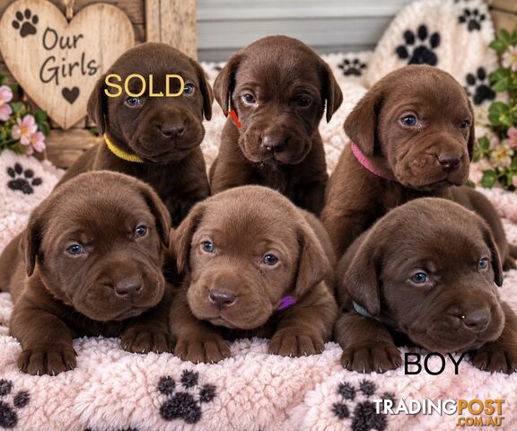 Mastiff x Labrador puppies