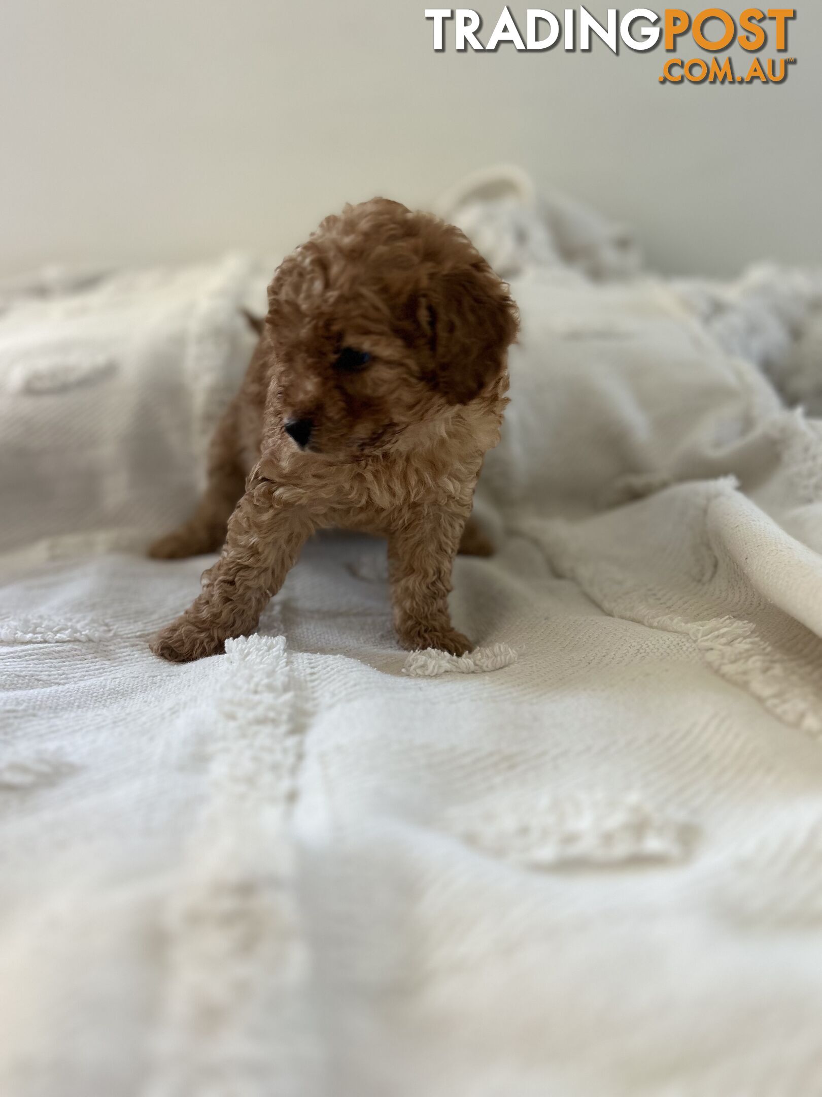 Adorable Cavoodle / Toy Poodle  pups - 5 males