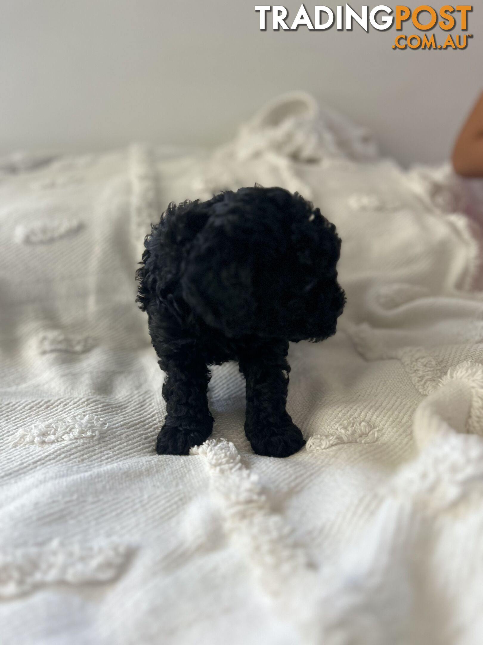 Adorable Cavoodle / Toy Poodle  pups - 5 males