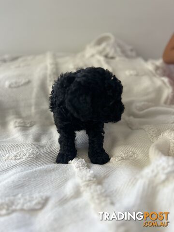 Adorable Cavoodle / Toy Poodle  pups - 5 males