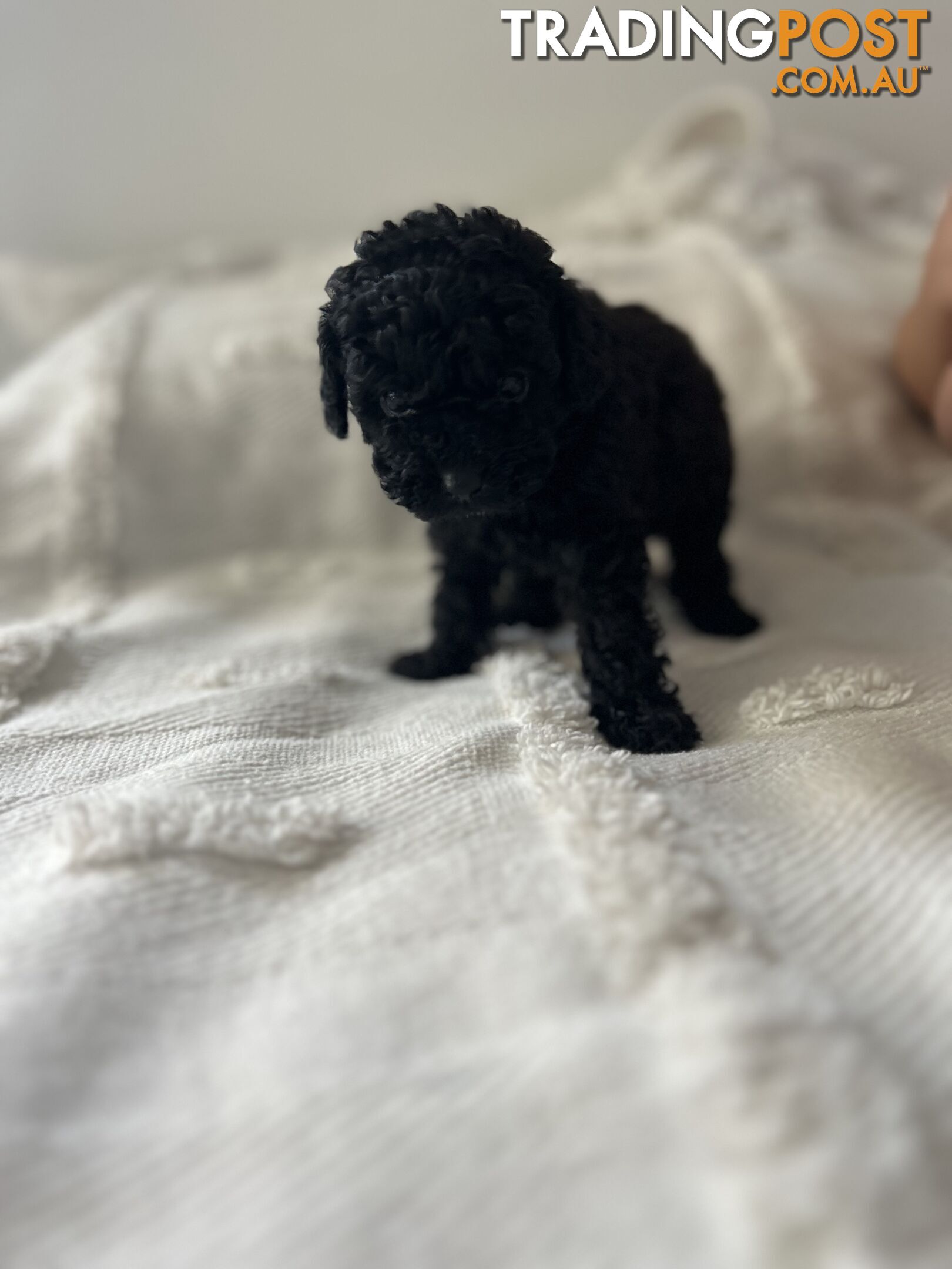 Adorable Cavoodle / Toy Poodle  pups - 5 males