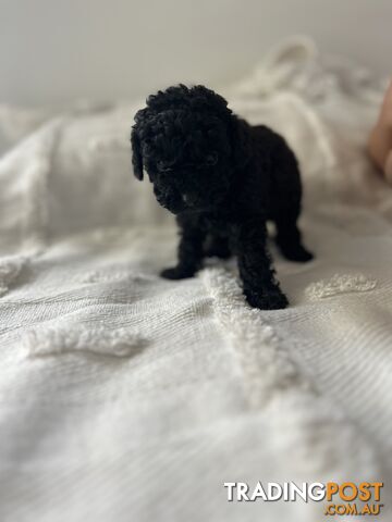 Adorable Cavoodle / Toy Poodle  pups - 5 males