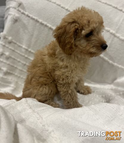 Adorable Cavoodle / Toy Poodle  pups - 3 males