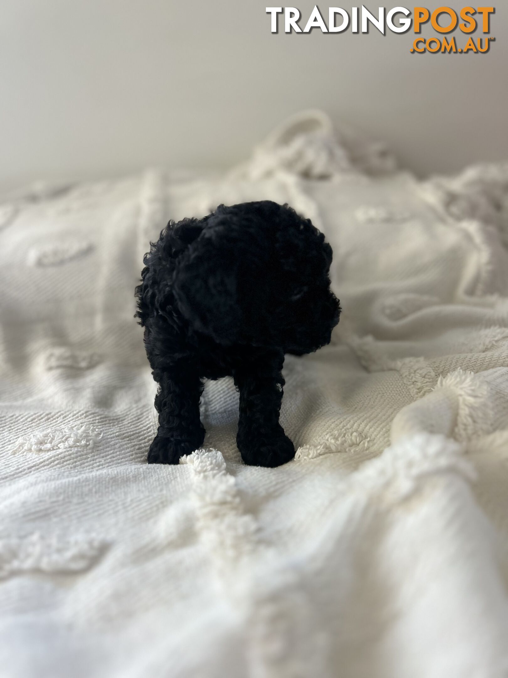 Adorable Cavoodle / Toy Poodle  pups - 5 males