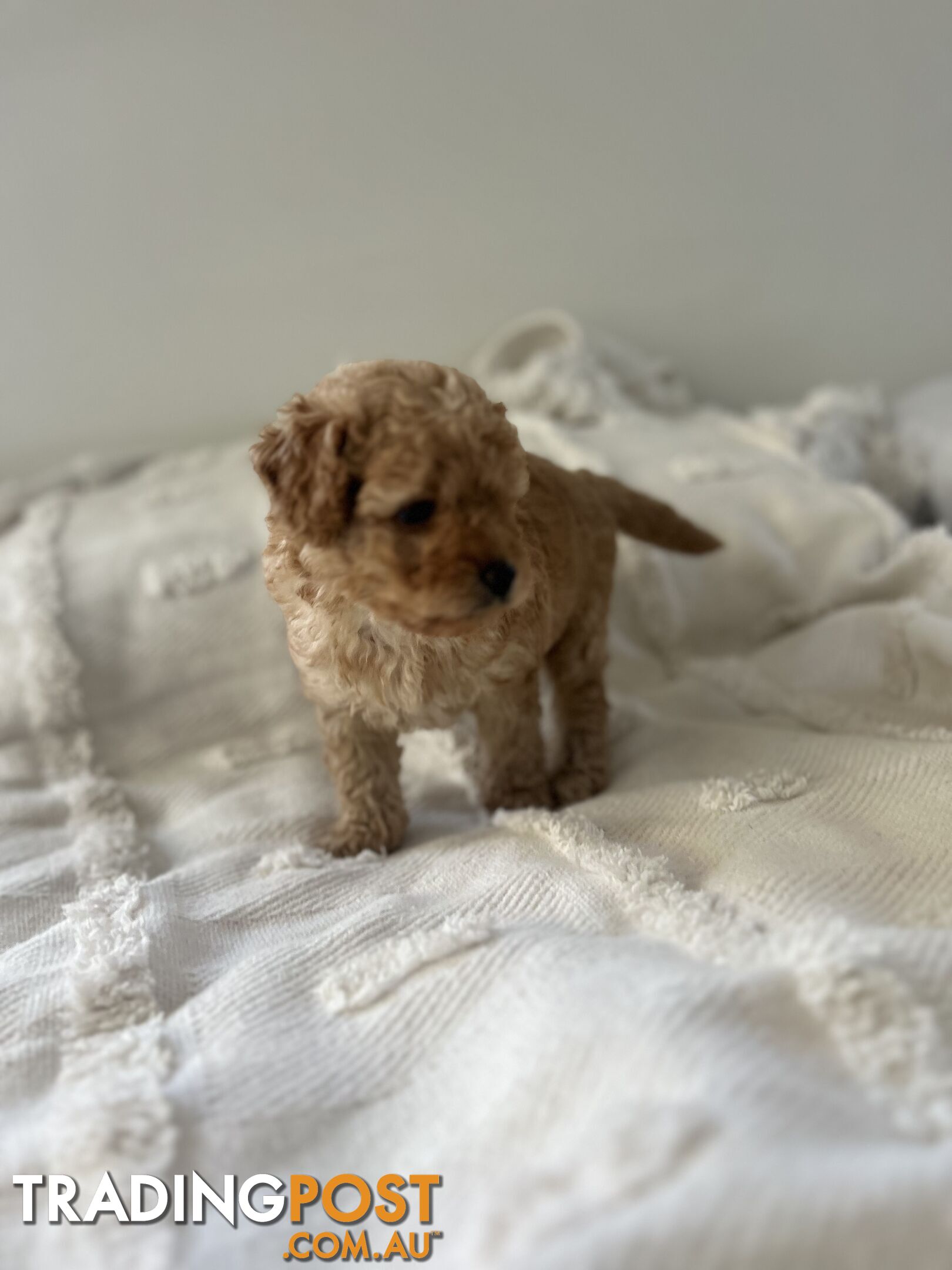 Adorable Cavoodle / Toy Poodle  pups - 5 males