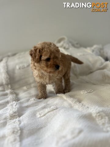 Adorable Cavoodle / Toy Poodle  pups - 5 males