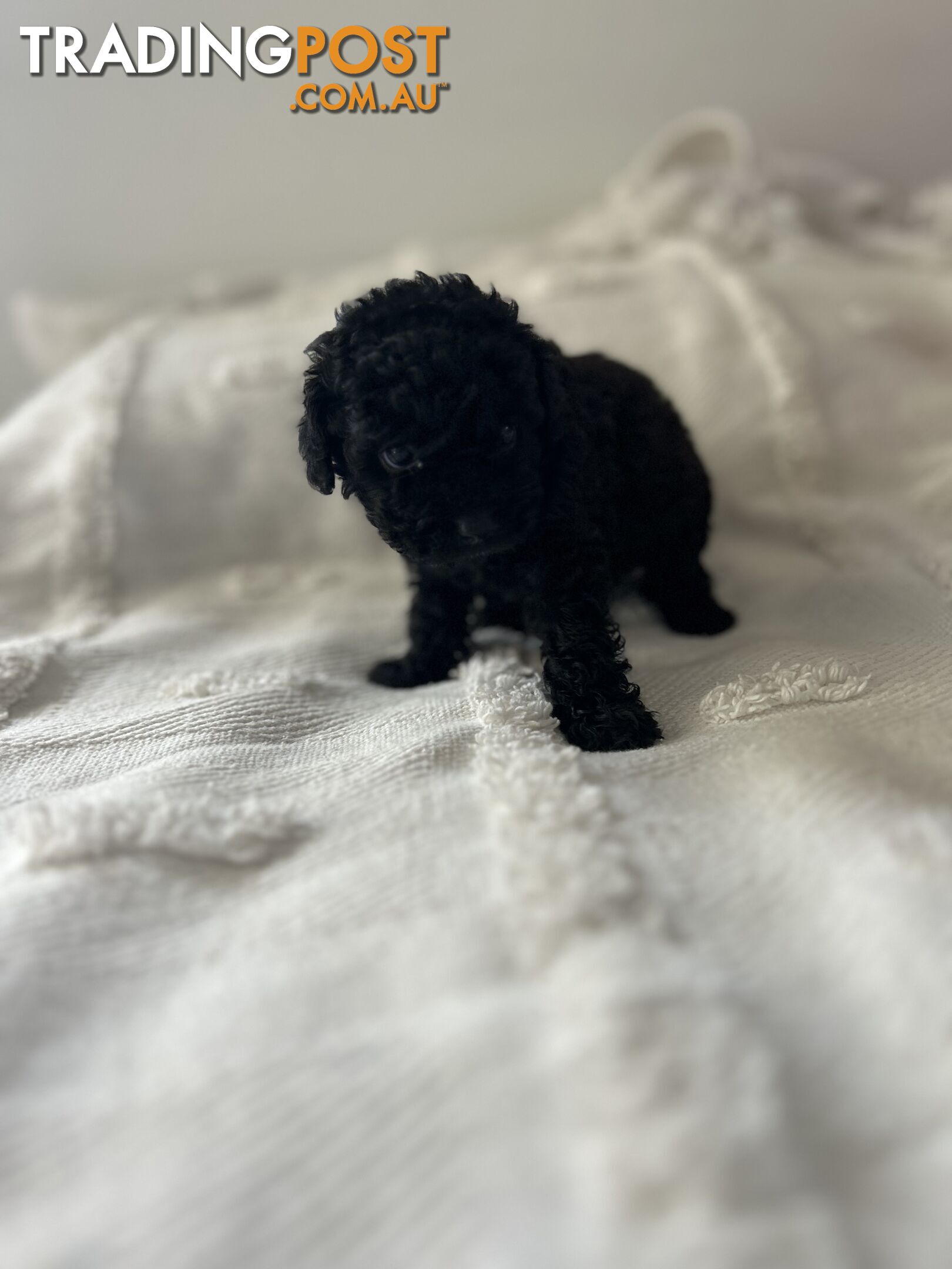 Adorable Cavoodle / Toy Poodle  pups - 5 males