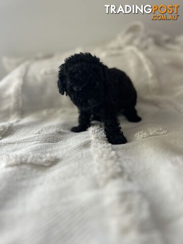 Adorable Cavoodle / Toy Poodle  pups - 5 males