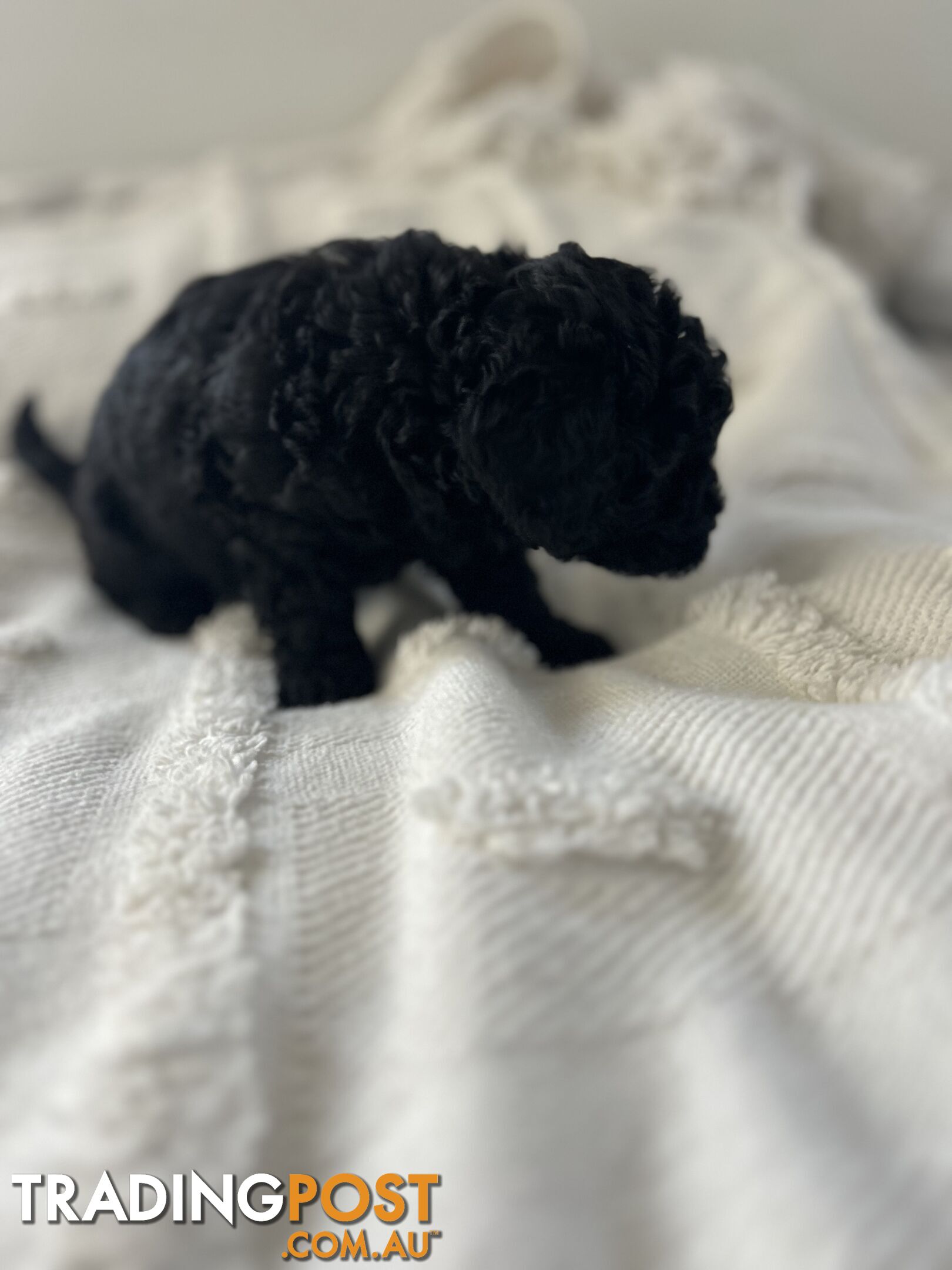 Adorable Cavoodle / Toy Poodle  pups - 5 males