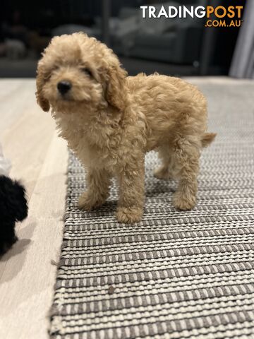 Adorable Cavoodle / Toy Poodle  pups - 3 males