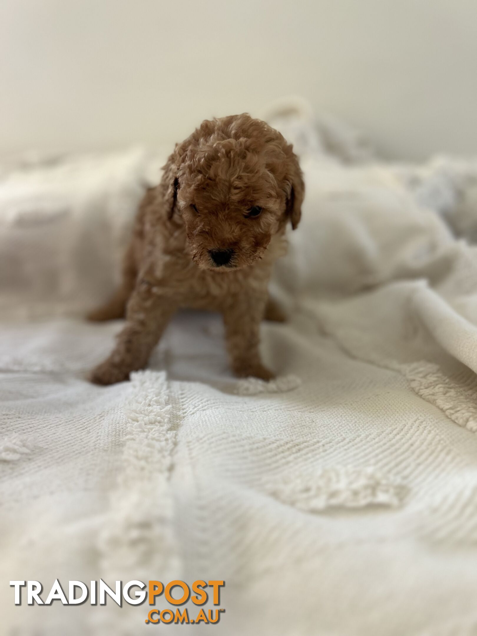 Adorable Cavoodle / Toy Poodle  pups - 5 males