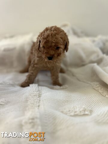 Adorable Cavoodle / Toy Poodle  pups - 5 males