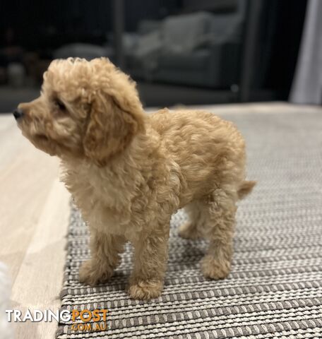 Adorable Cavoodle / Toy Poodle  pups - 3 males