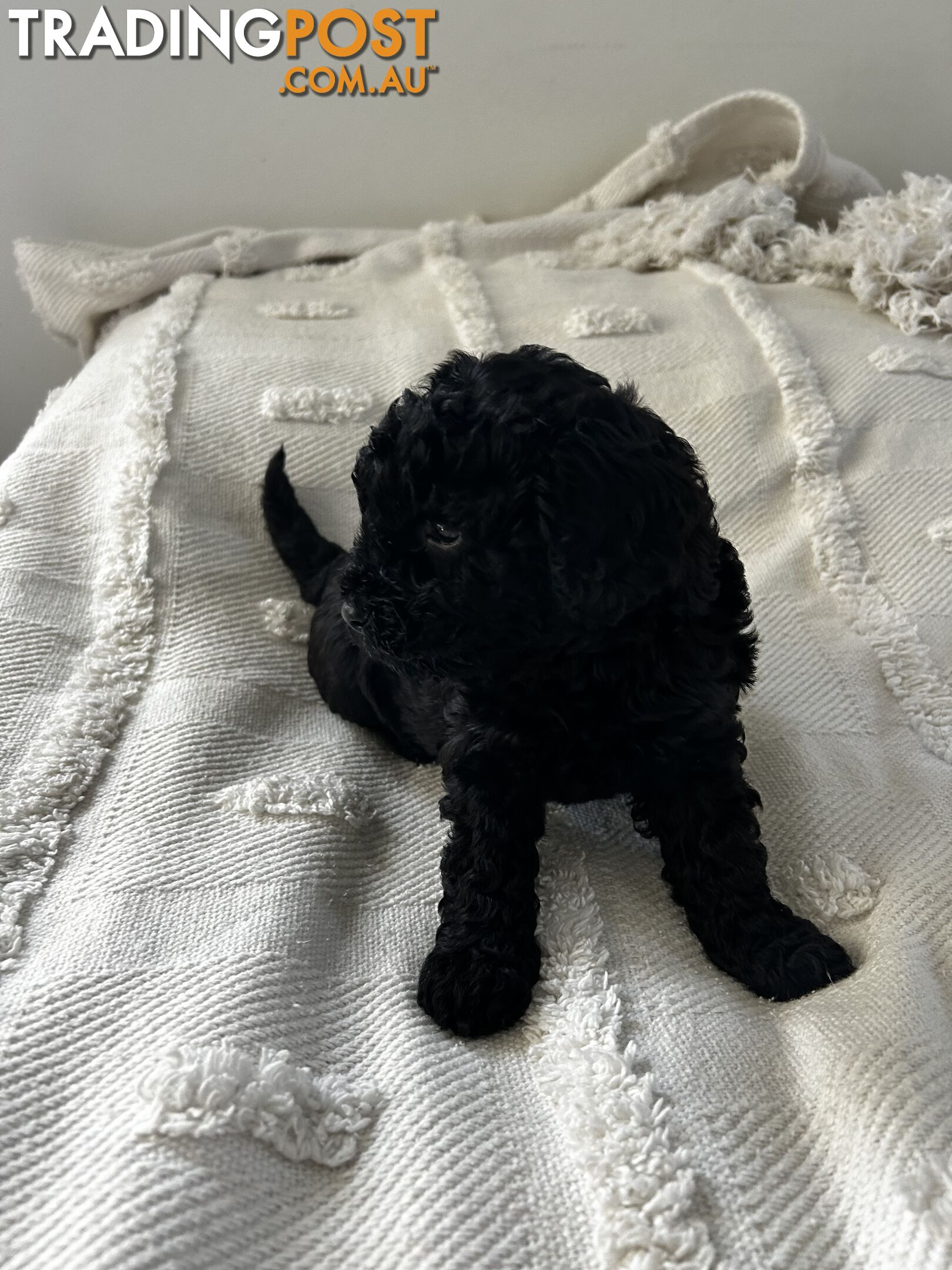 Adorable Cavoodle / Toy Poodle  pups - 5 males