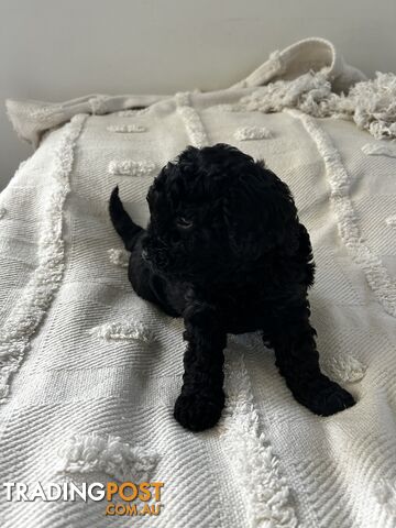 Adorable Cavoodle / Toy Poodle  pups - 5 males